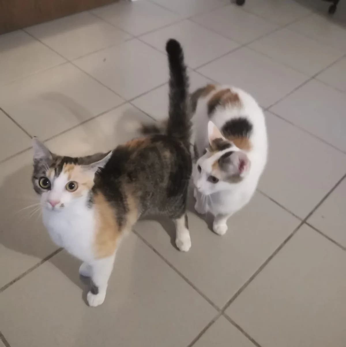 Minka und Nala, Mixed Breed (Katzenhilfe Ulm e.V.)