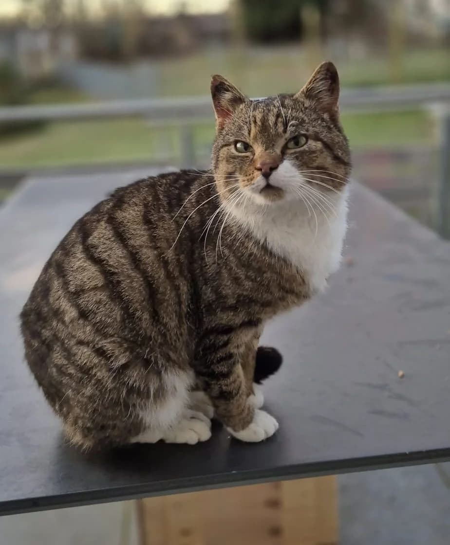 Streuner Merlin, Mixed Breed (Katzenhilfe Ulm e.V.)