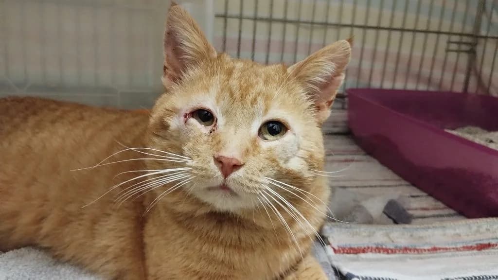 Quintus, Mixed Breed (Katzenhilfe Ulm e.V.)