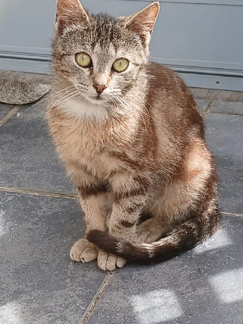 Kasimir, Mixed Breed (Katzenhilfe Ulm e.V.)