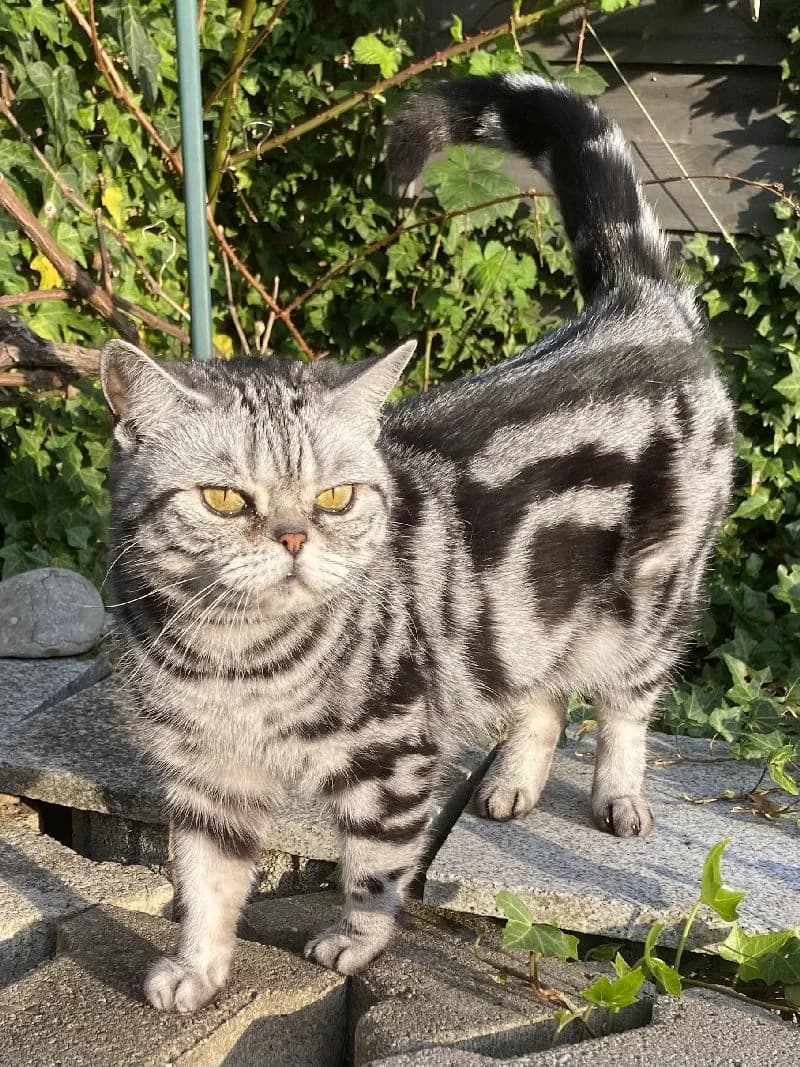 Sunny, Mixed Breed (Katzenhilfe Ulm e.V.)