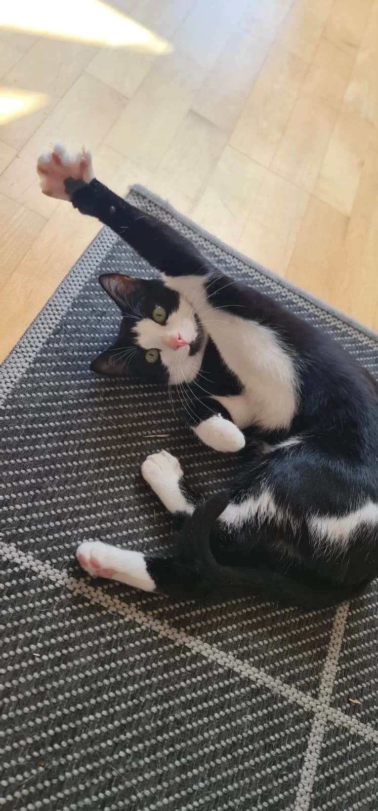 Penny, Mixed Breed (Katzenhilfe Ulm e.V.)