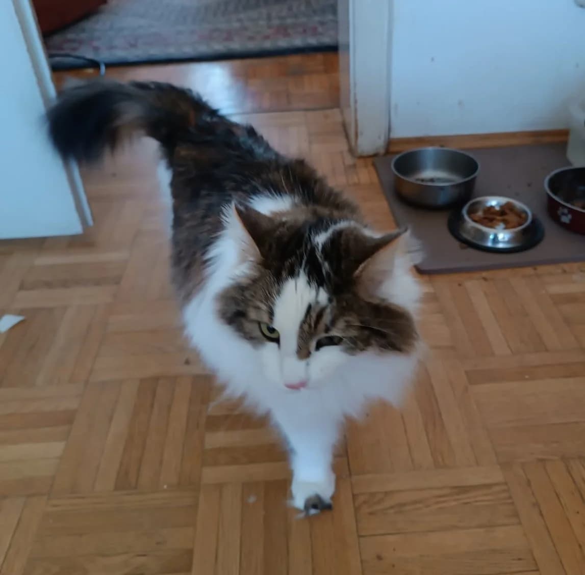 Zwei Notfallkatzen suchen ein neues Zuhause, female senior Mixed Breed for adoption at Katzenhilfe Ulm e.V., Ulm