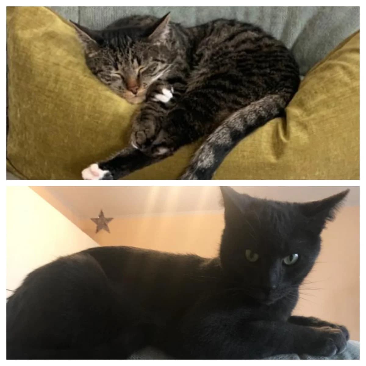Timmy &amp; Romka, Mixed Breed (Katzenhilfe Ulm e.V.)