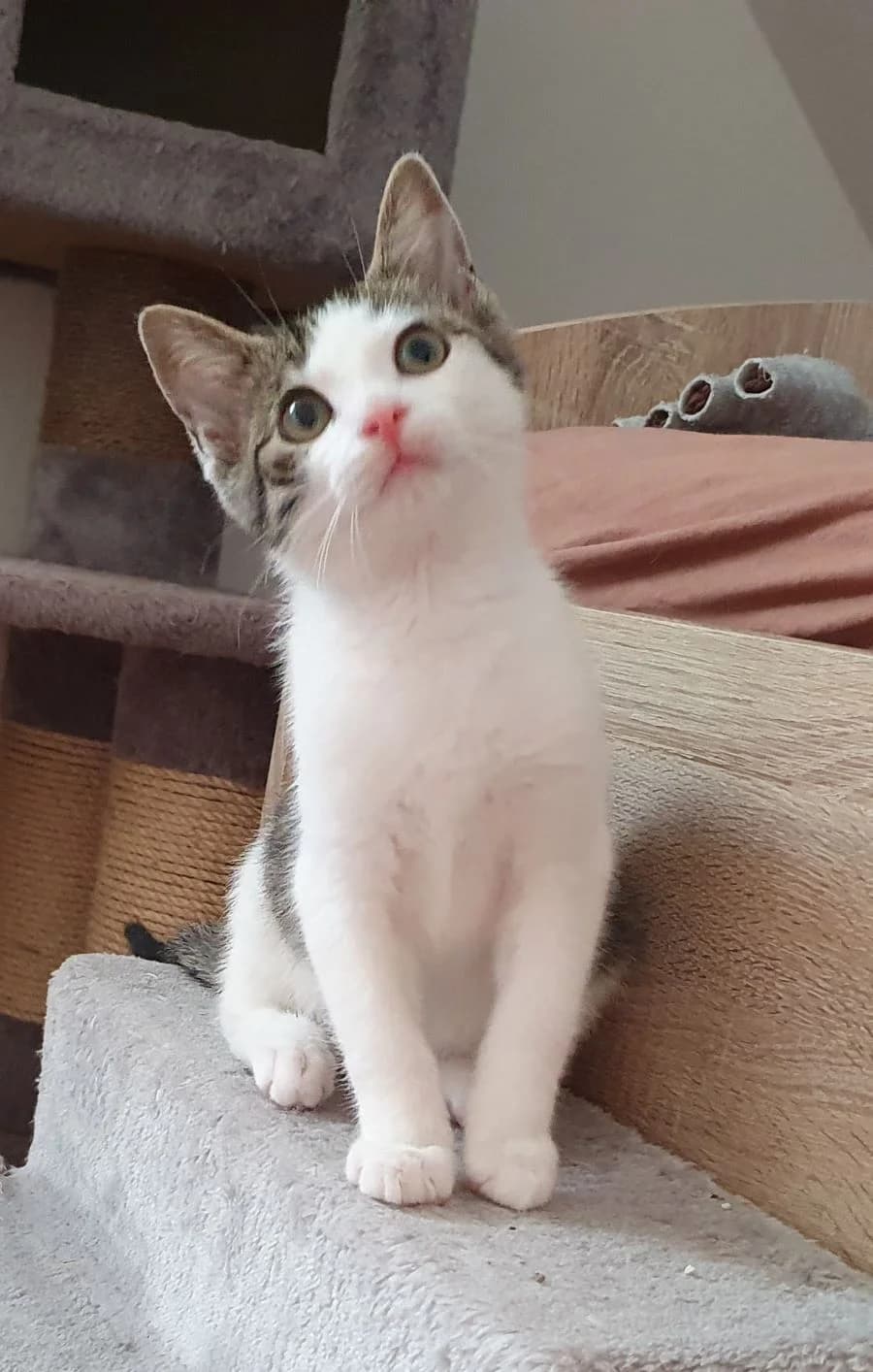 Kellogs, Smacks, Crispy, Pepper und Cindy, Mixed Breed (Katzenhilfe Ulm e.V.)