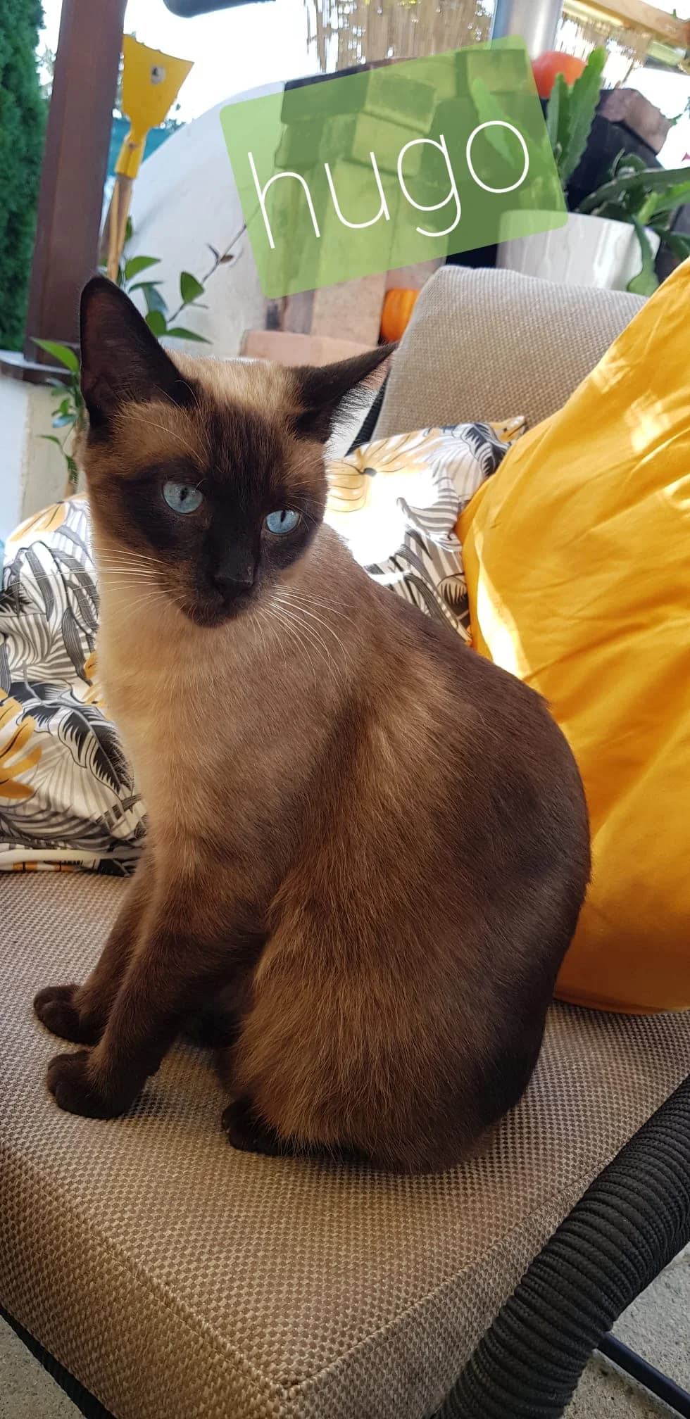 Hugo, Mixed Breed (Katzenhilfe Ulm e.V.)