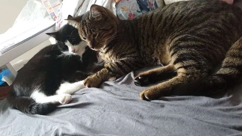 Gustav und Simba, Mixed Breed (Katzenhilfe Ulm e.V.)