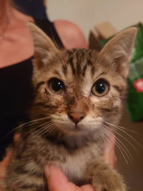 Hagrid, Mixed Breed (Katzenhilfe Ulm e.V.)