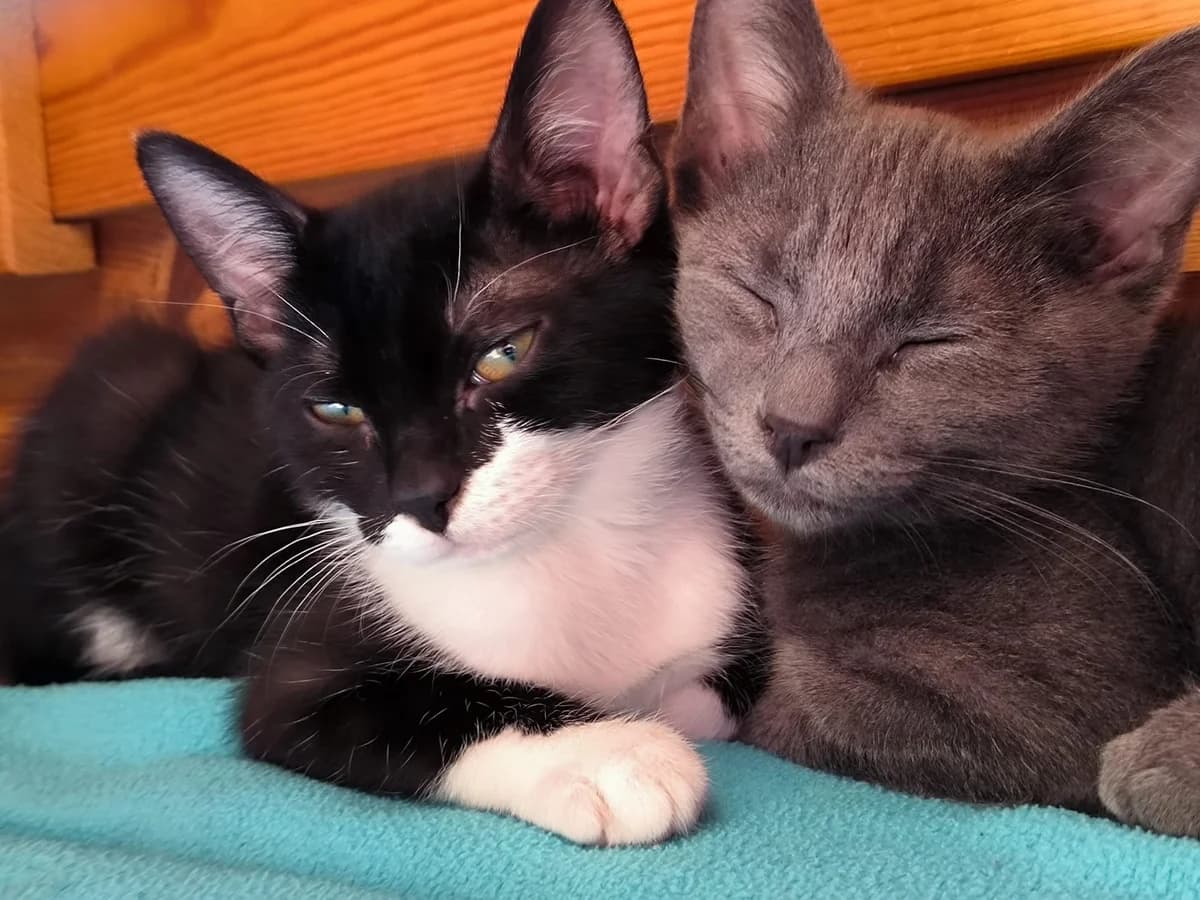 Kitten Marty und Bruce, Mixed Breed (Katzenhilfe Ulm e.V.)