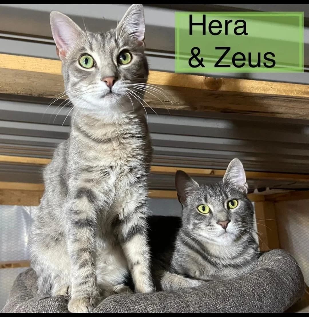 Hera und Zeus, Mixed Breed (Katzenhilfe Ulm e.V.)