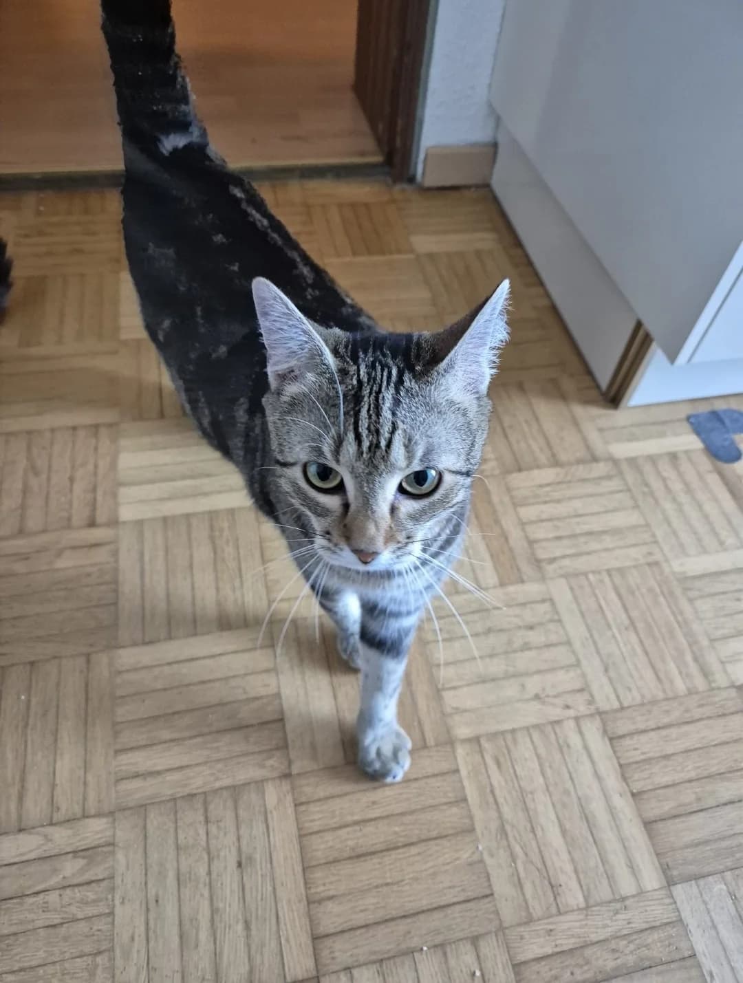 Leo, Mixed Breed (Katzenhilfe Ulm e.V.)