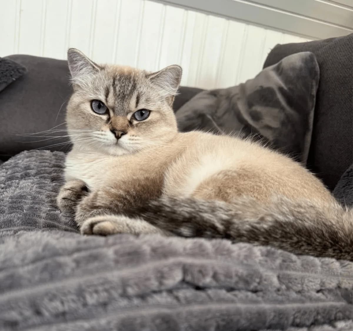 Notfellchen: Zwei BKH-Katzen, female Mixed Breed for adoption at Katzenhilfe Ulm e.V., Ulm