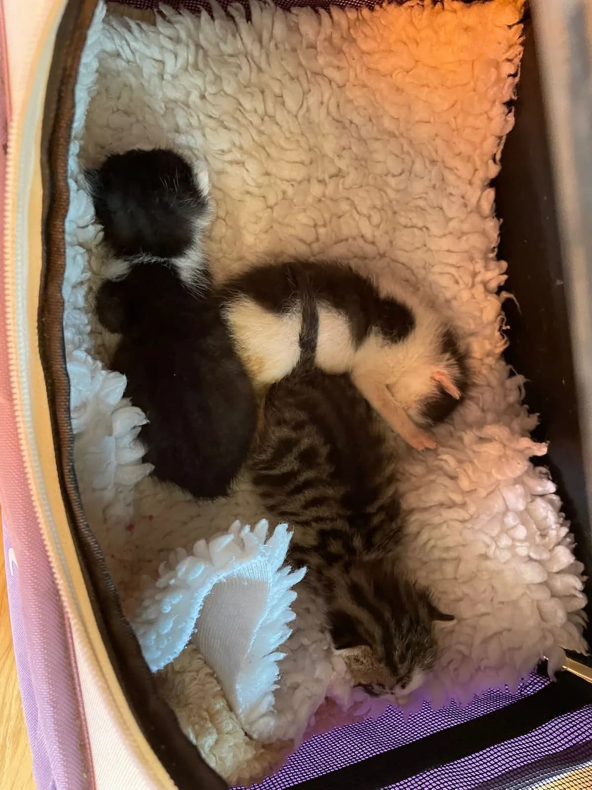 Drei Glücksbabys, Mixed Breed (Katzenhilfe Ulm e.V.)