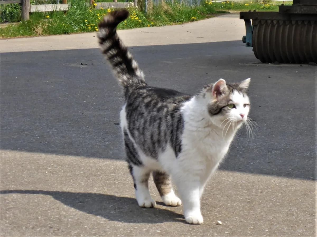 Flavia, Mixed Breed (Katzenhilfe Ulm e.V.)