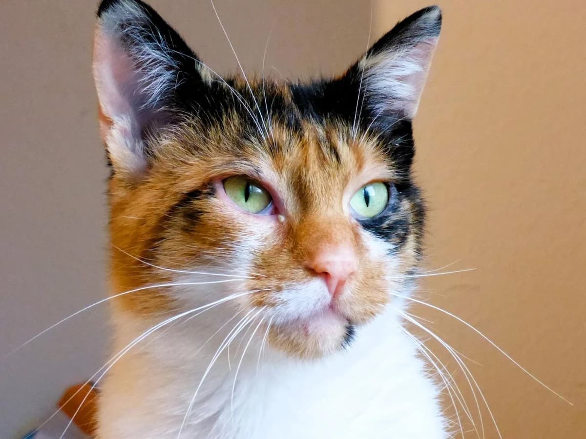 Glückskatze Lotti, Mixed Breed (Katzenhilfe Ulm e.V.)