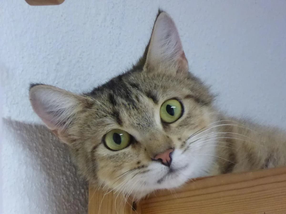 Dinah, Mixed Breed (Katzenhilfe Ulm e.V.)