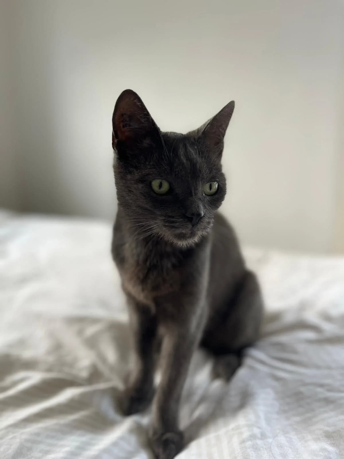 Cosmo, Mixed Breed (Katzenhilfe Ulm e.V.)