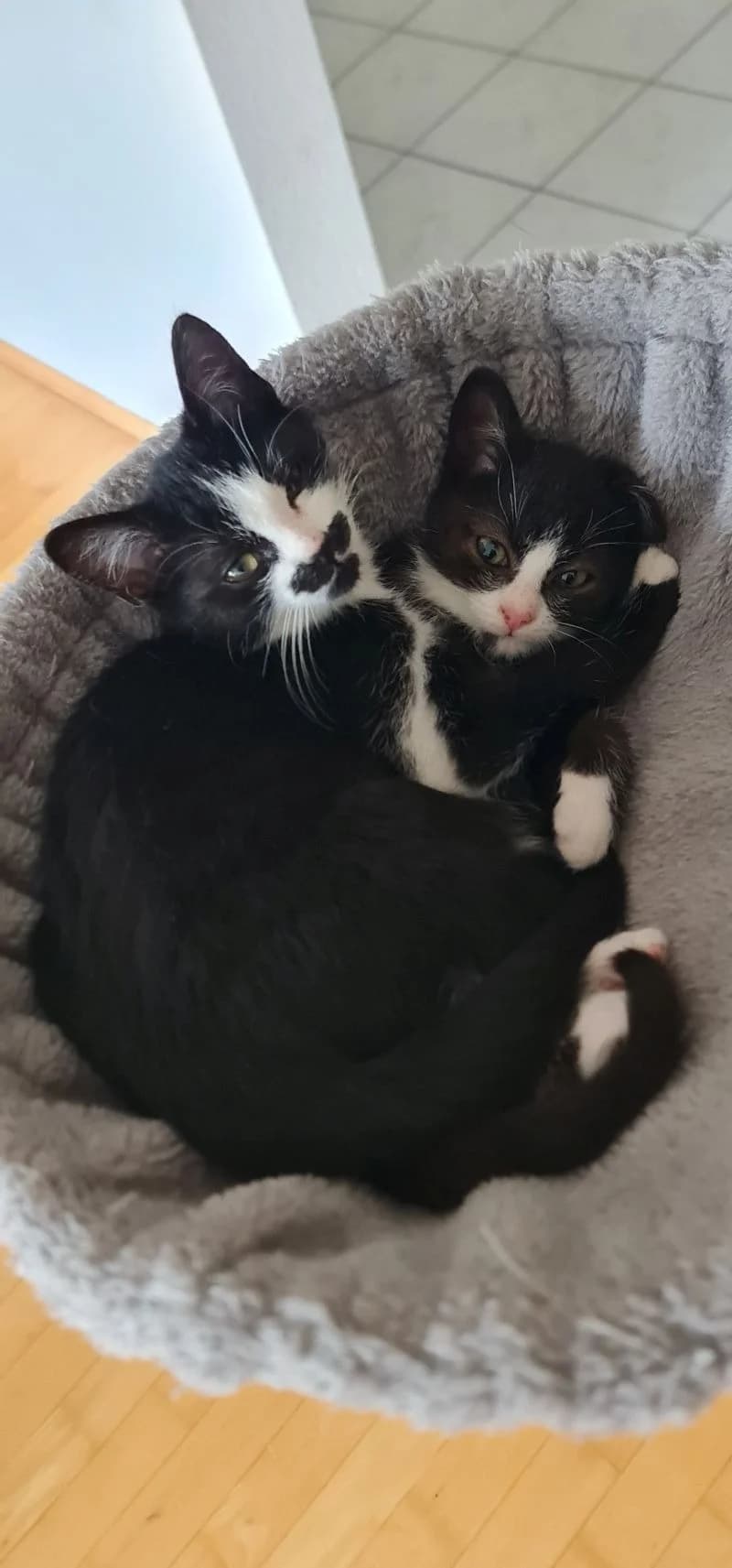 Murphy und Milo, female Mixed Breed for adoption at Katzenhilfe Ulm e.V., Ulm