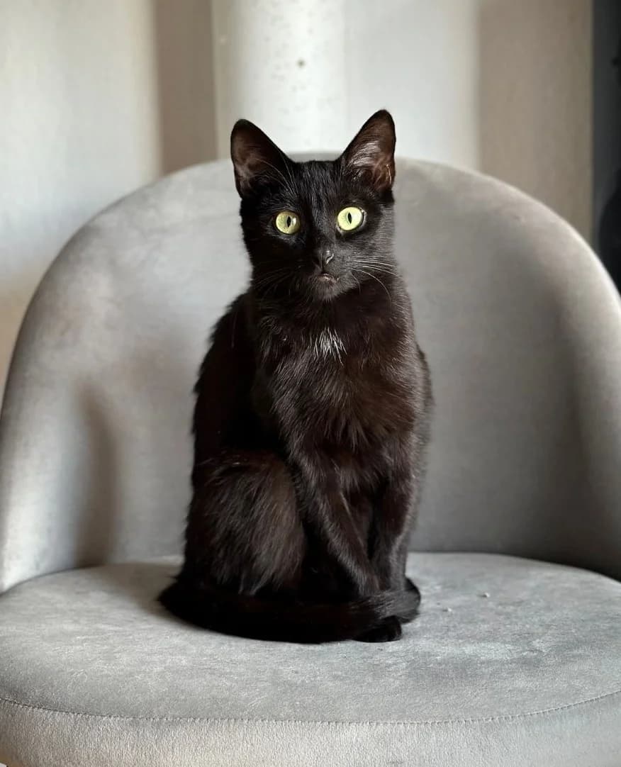 Nala, Mixed Breed (Katzenhilfe Ulm e.V.)