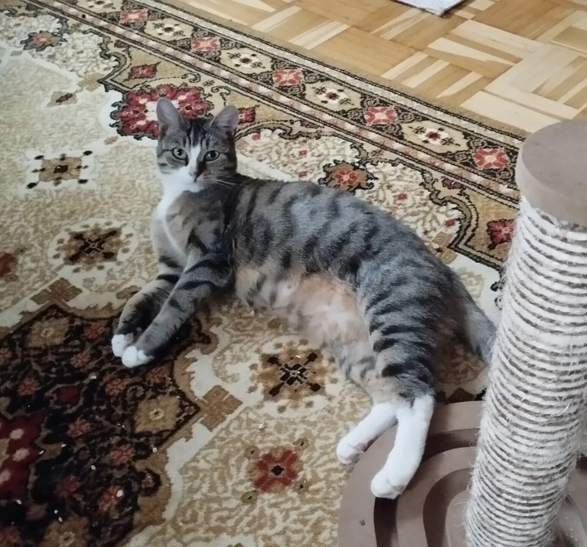Luzie, Mixed Breed (Katzenhilfe Ulm e.V.)