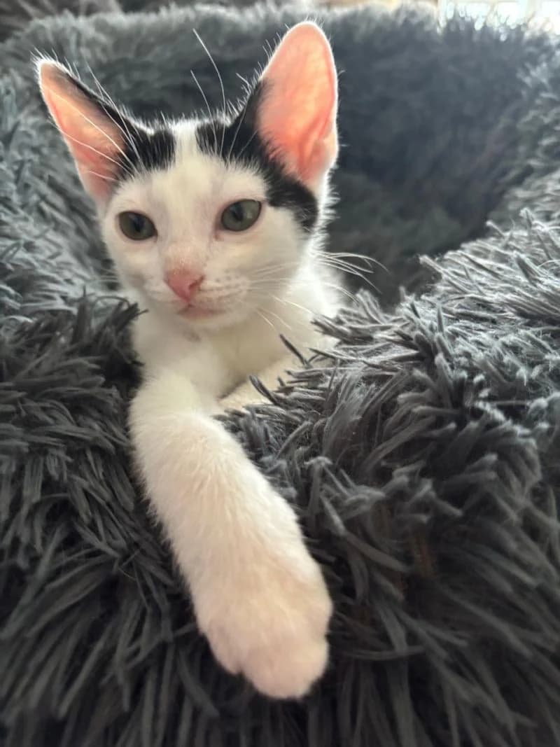 Luis, male Mixed Breed for adoption at Katzenhilfe Ulm e.V., Ulm