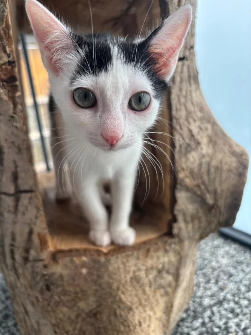 Lisa, Mixed Breed (Katzenhilfe Ulm e.V.)