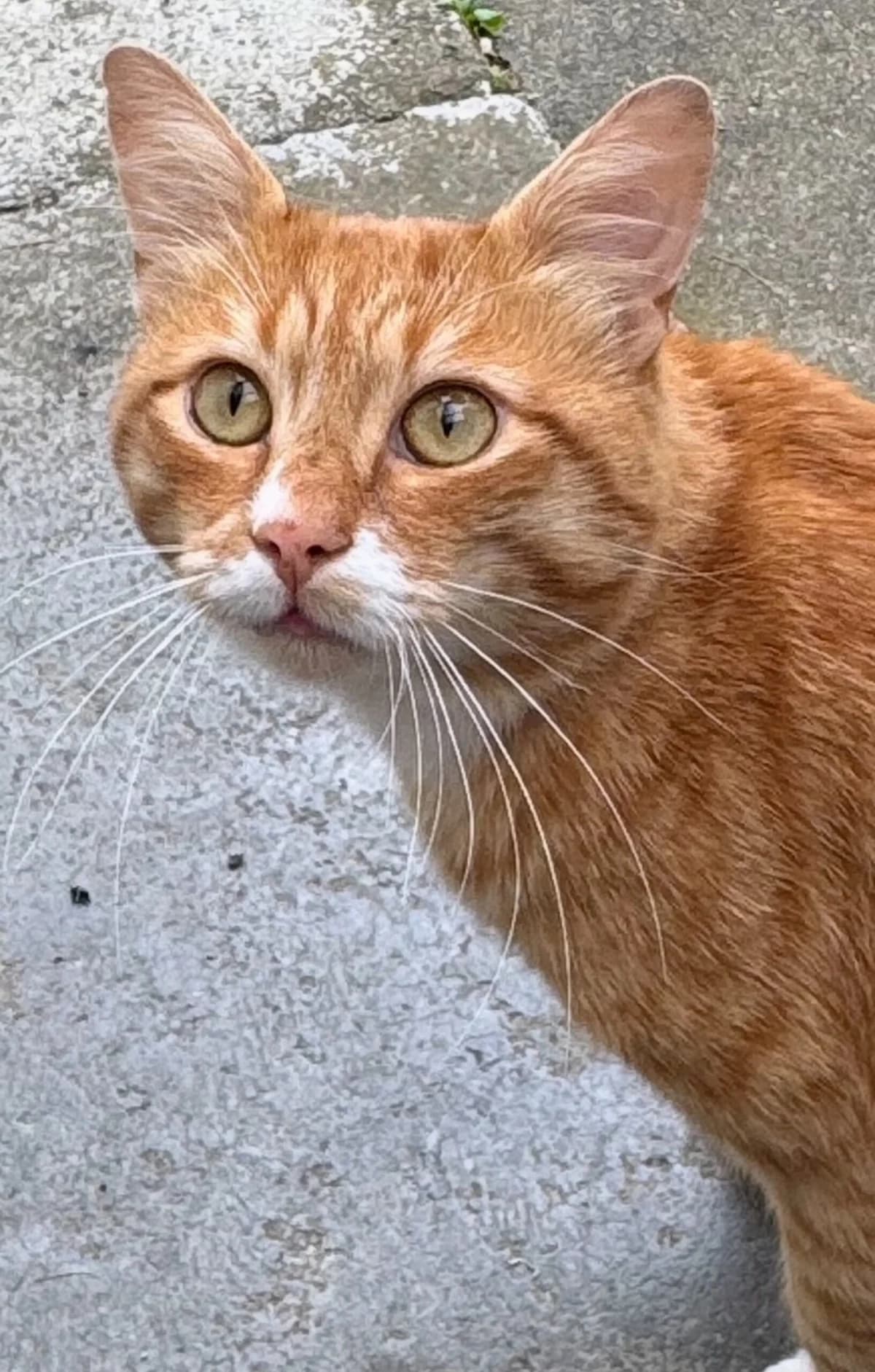 roter Streunerkater, Mixed Breed (Katzenhilfe Ulm e.V.)