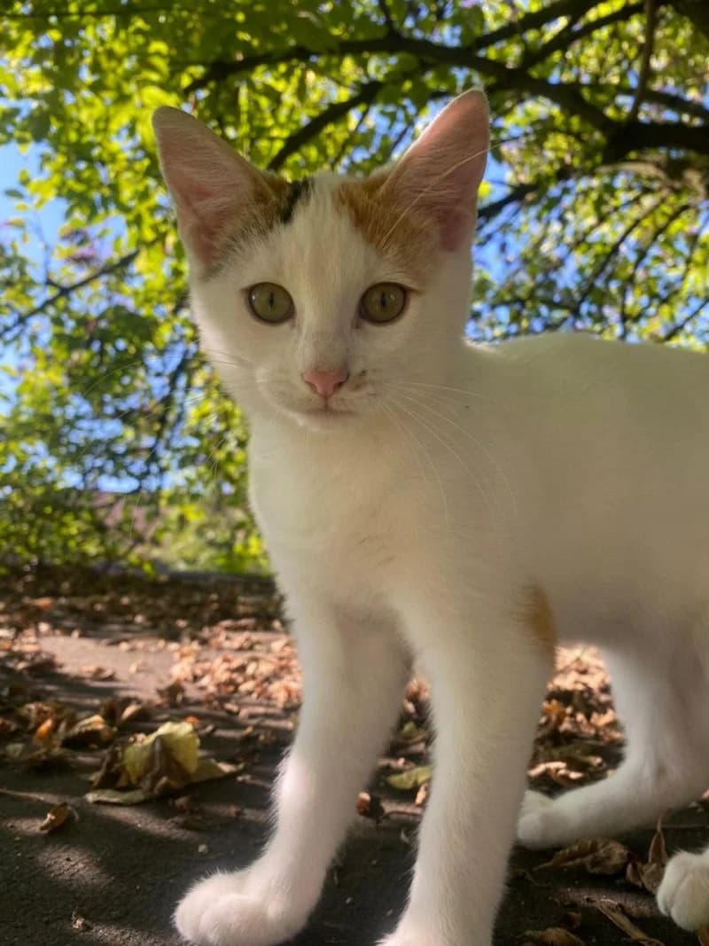 Leony und Nelly, Mixed Breed (Katzenhilfe Ulm e.V.)