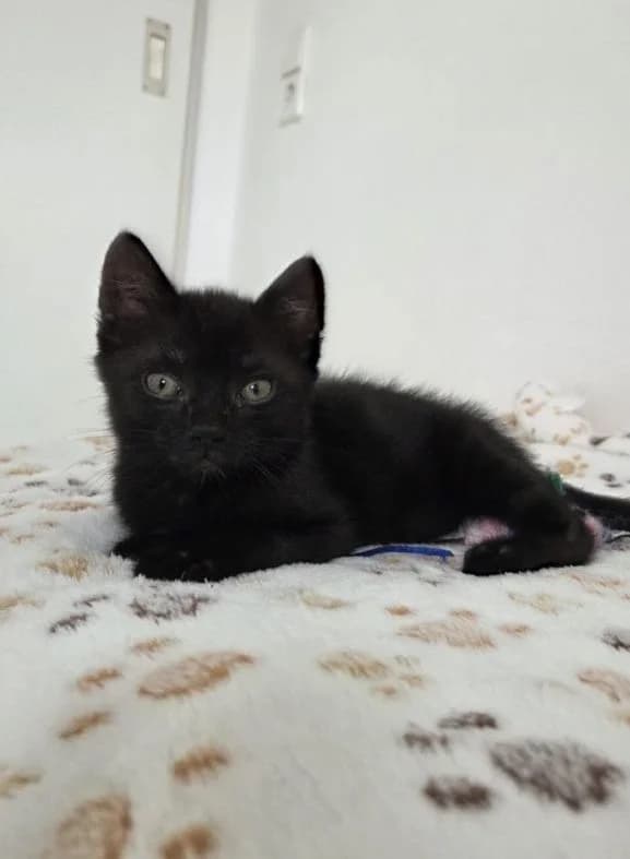 Louis, female Mixed Breed for adoption at Katzenhilfe Ulm e.V., Ulm