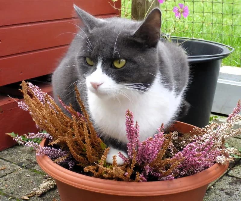 Viktoria, Mixed Breed (Katzenhilfe Ulm e.V.)