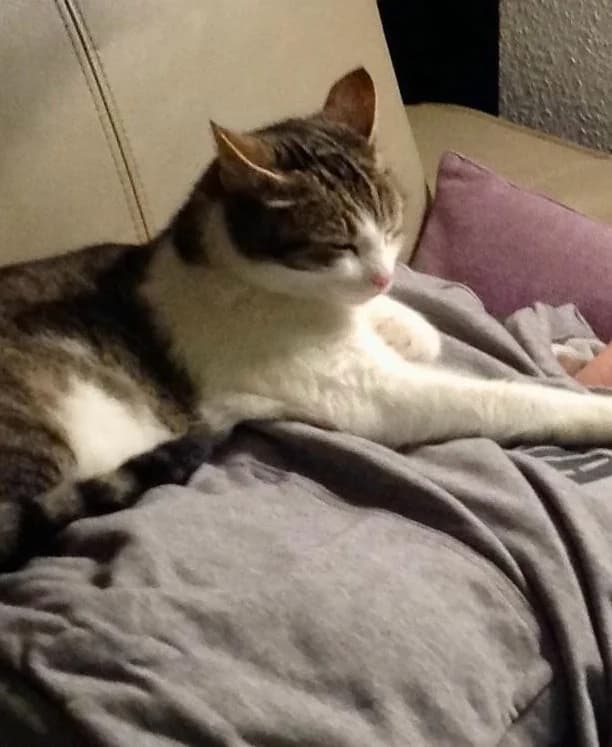 Notfall: Lina, Mixed Breed (Katzenhilfe Ulm e.V.)