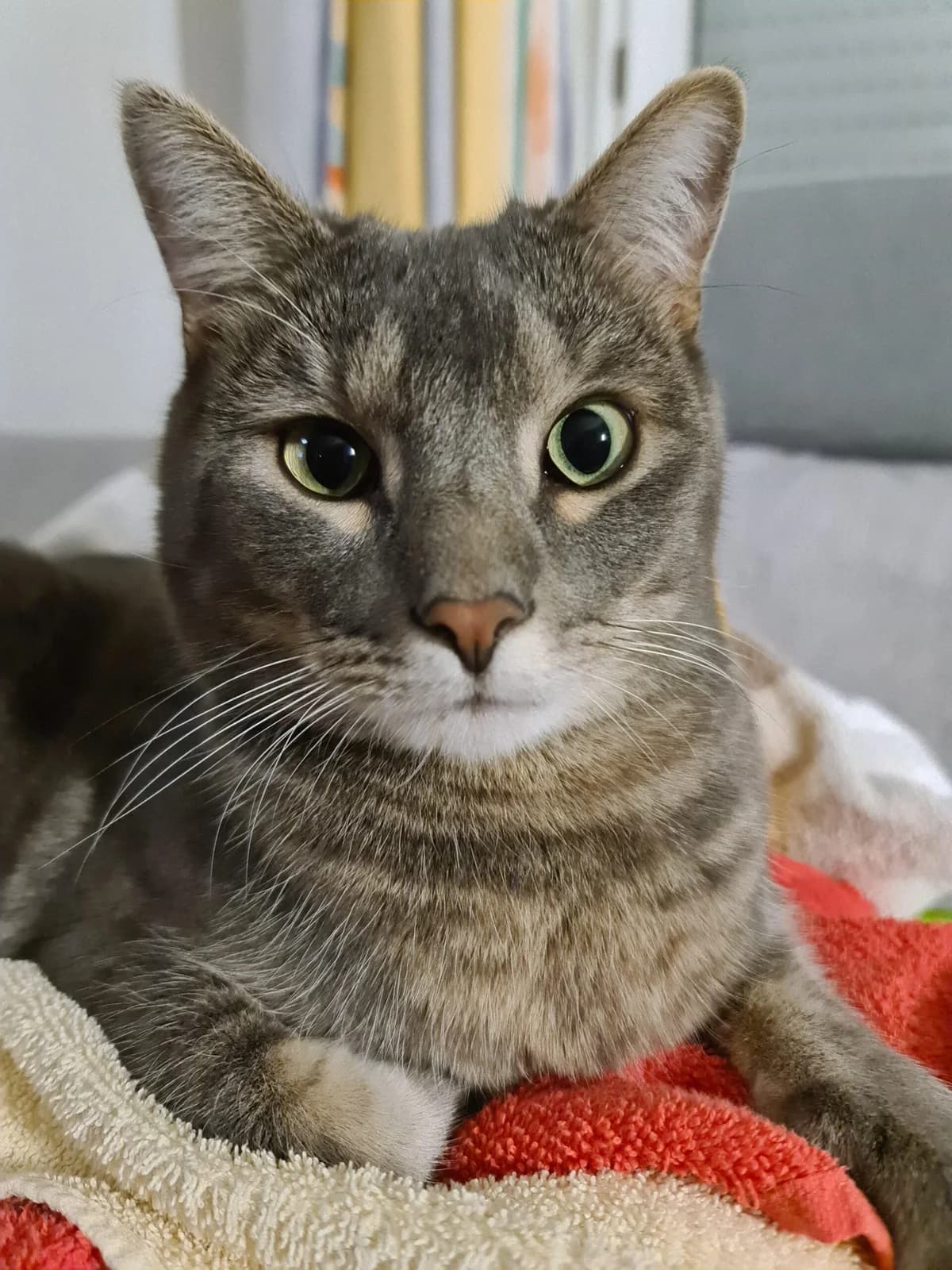 Notfall Sissy und Findus, Mixed Breed (Katzenhilfe Ulm e.V.)