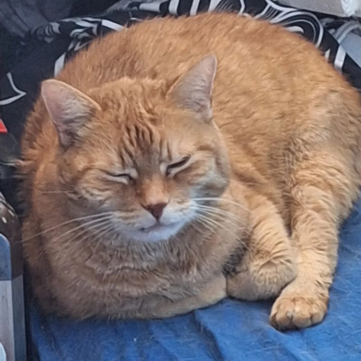 Henry und Rosalie, male Mixed Breed for adoption at Katzenhilfe Ulm e.V., Ulm