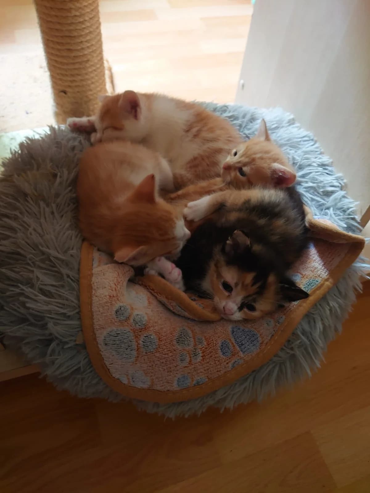 Kitten Athene, Ajax, Achilles und Agamemnon, rot female puppy Mixed Breed for adoption at Katzenhilfe Ulm e.V., Ulm