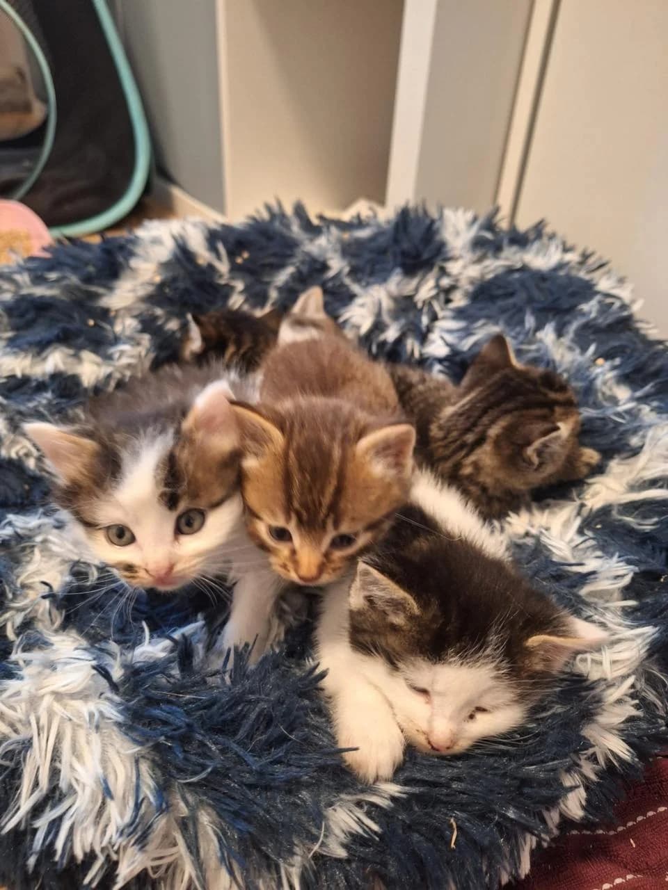 Pluto, Goofie, Mickey und Minnie, Mixed Breed (Katzenhilfe Ulm e.V.)