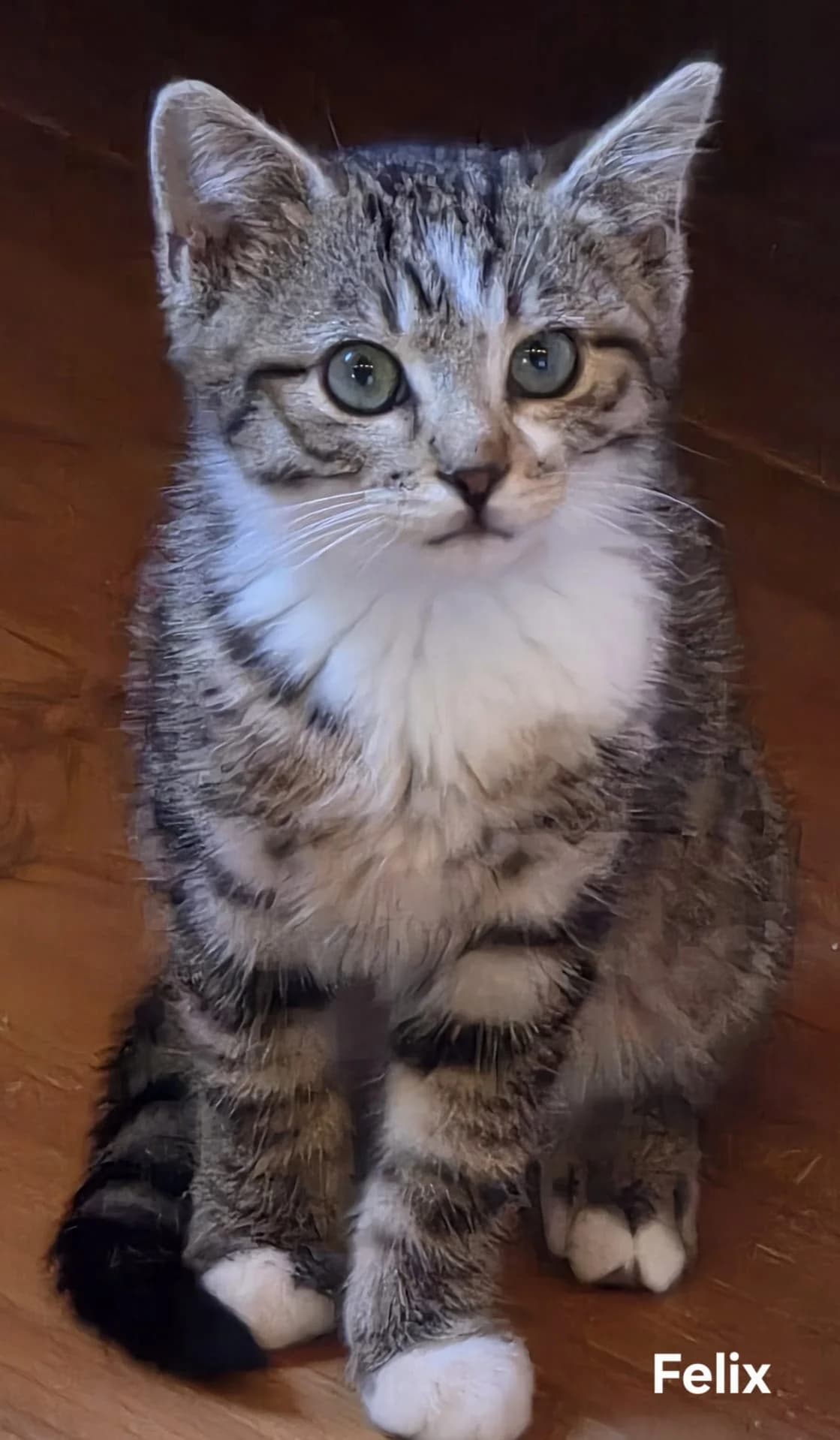 Balu, Leo, Felix und Lilly, female Mixed Breed for adoption at Katzenhilfe Ulm e.V., Ulm