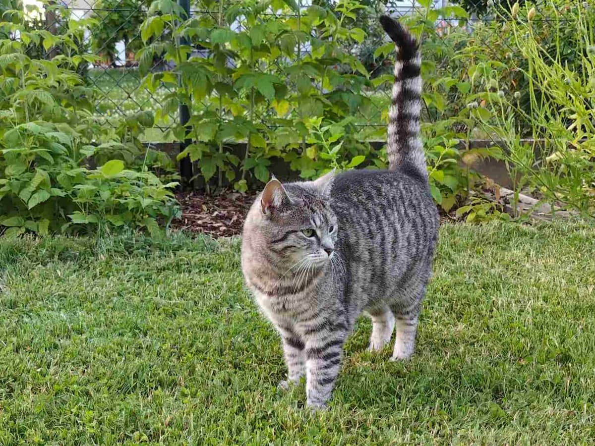 Mia, female Mixed Breed for adoption at Katzenhilfe Ulm e.V., Ulm