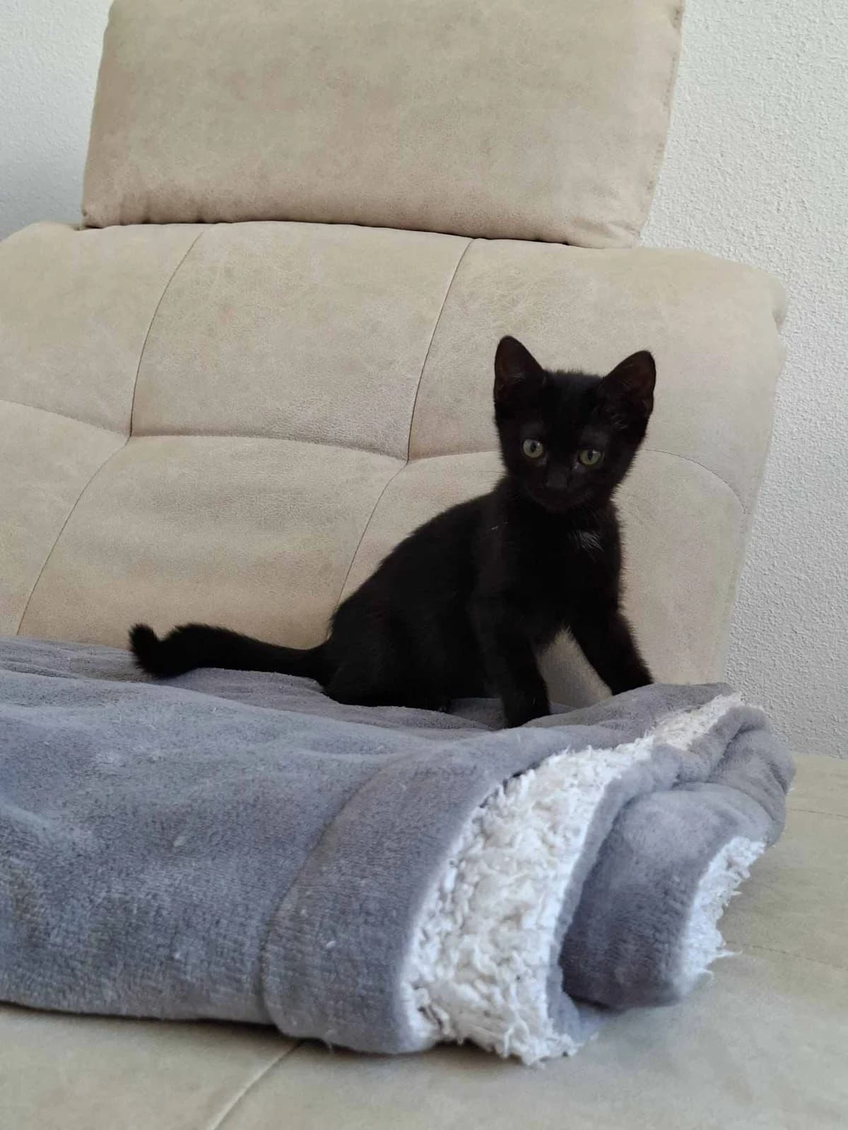 Osiris, Anukis und Bastet, grau male Mixed Breed for adoption at Katzenhilfe Ulm e.V., Ulm