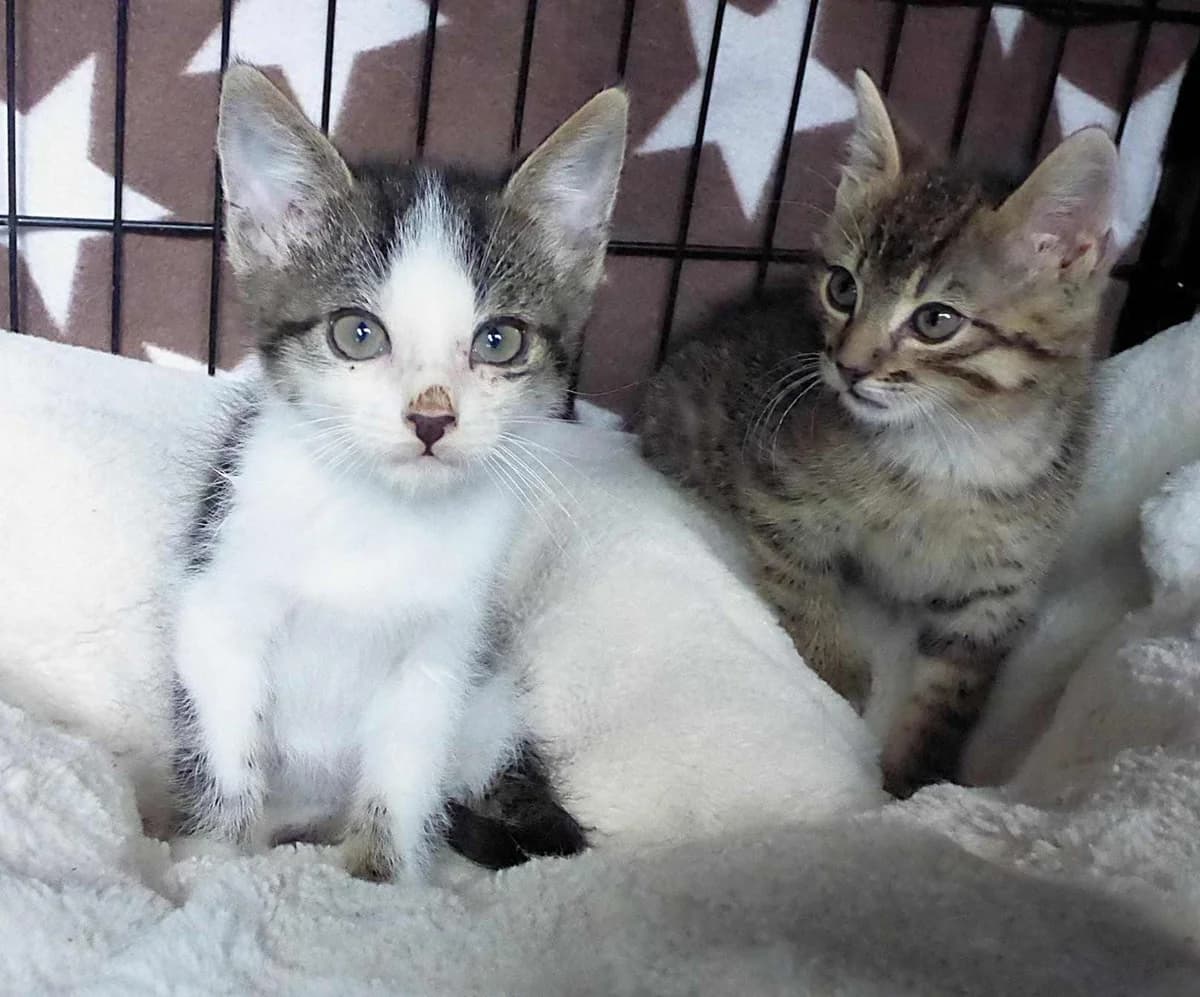 Agent 007 und Agent 008, male Mixed Breed for adoption at Katzenhilfe Ulm e.V., Ulm