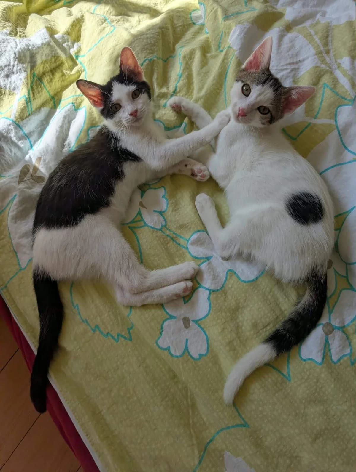 Richy und Venu, weiß female Mixed Breed for adoption at Katzenhilfe Ulm e.V., Ulm