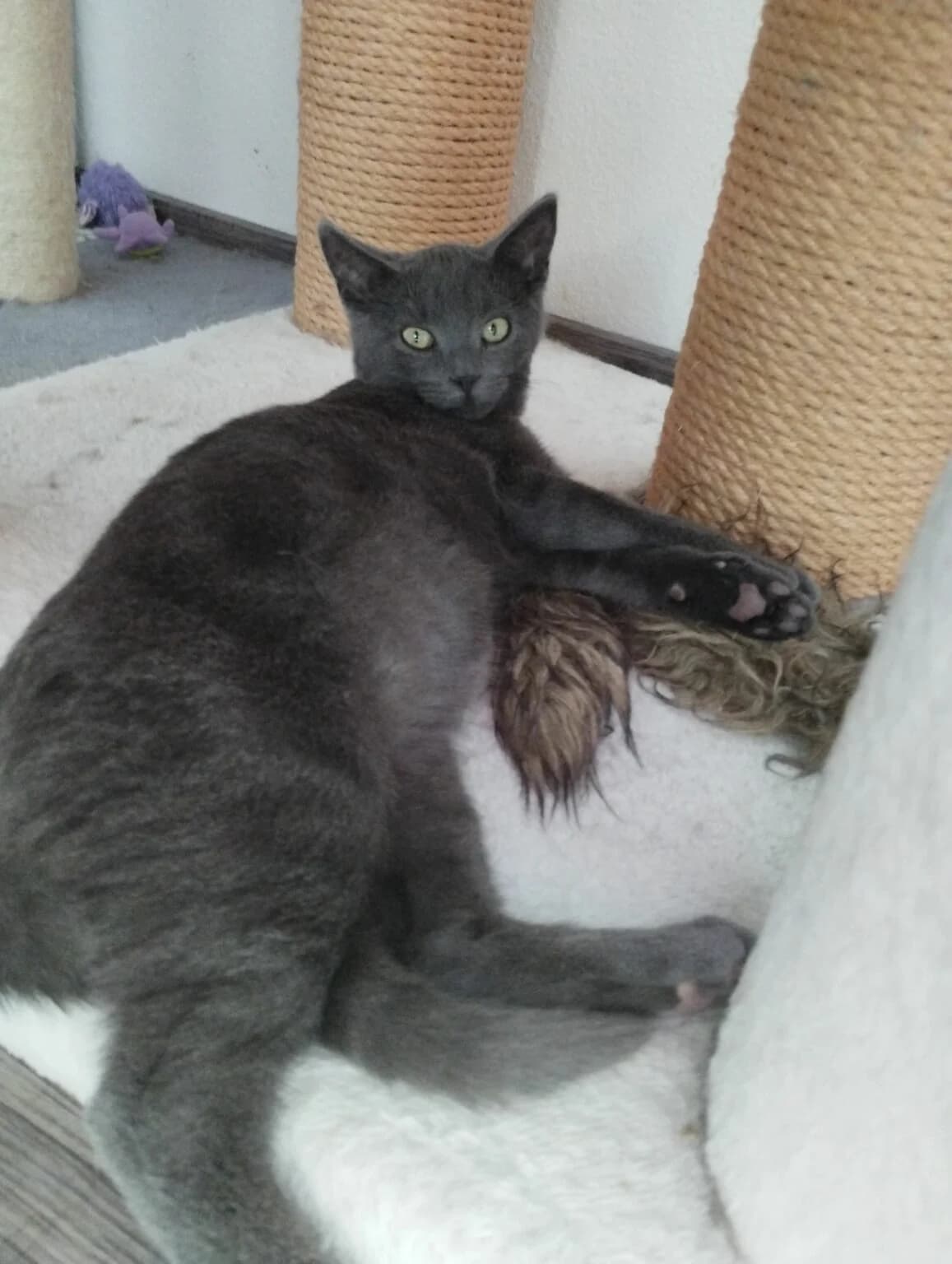 Coffee, Pongo und Spooky, male Mixed Breed for adoption at Katzenhilfe Ulm e.V., Ulm