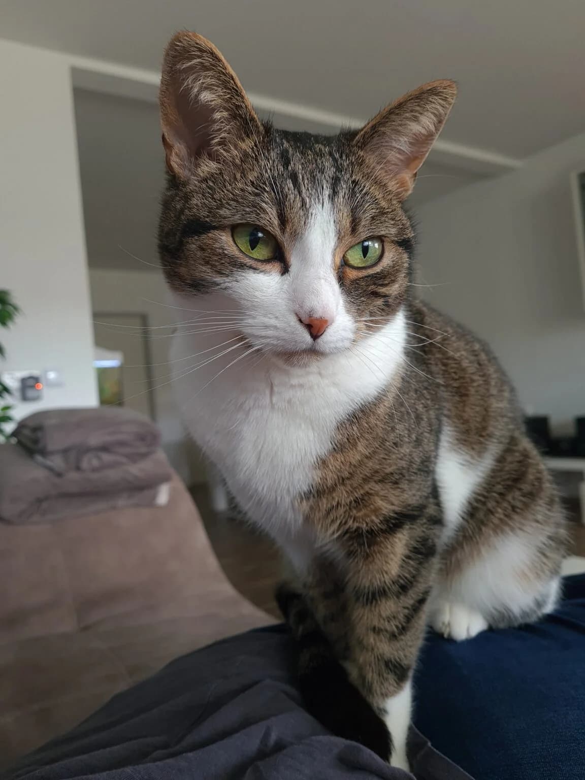 2 Schwestern, female Mixed Breed for adoption at Katzenhilfe Ulm e.V., Ulm