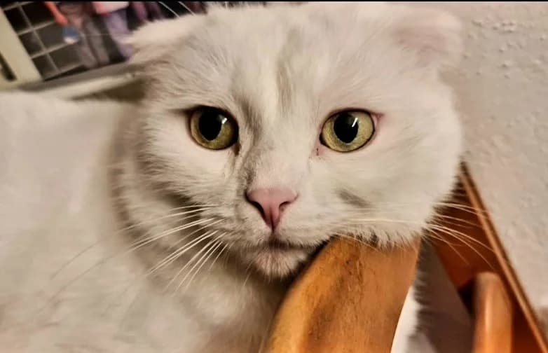 Drei Katzen, schwarz male Mixed Breed for adoption at Katzenhilfe Ulm e.V., Ulm