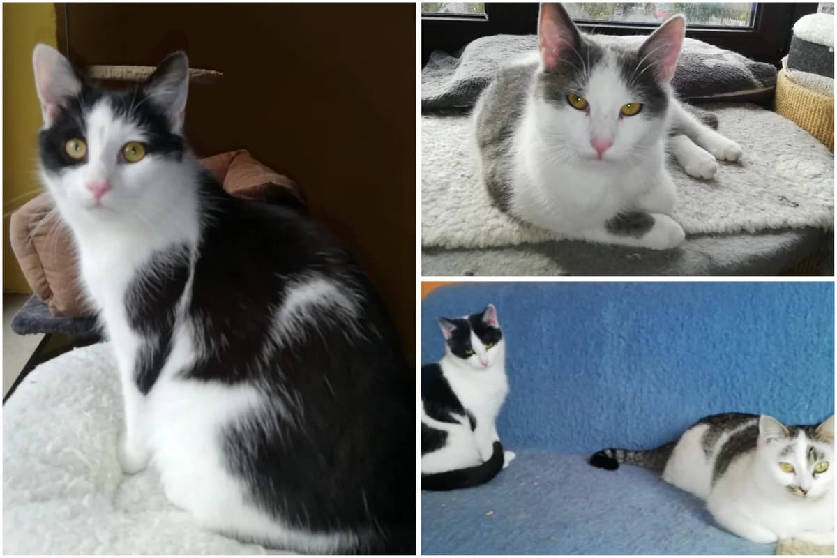 Hera und Hilmar, Hägar und Hilve, schwarz male senior Mixed Breed for adoption at Katzenhilfe Würzburg / Mainfränkischer Tierschutz e.V.