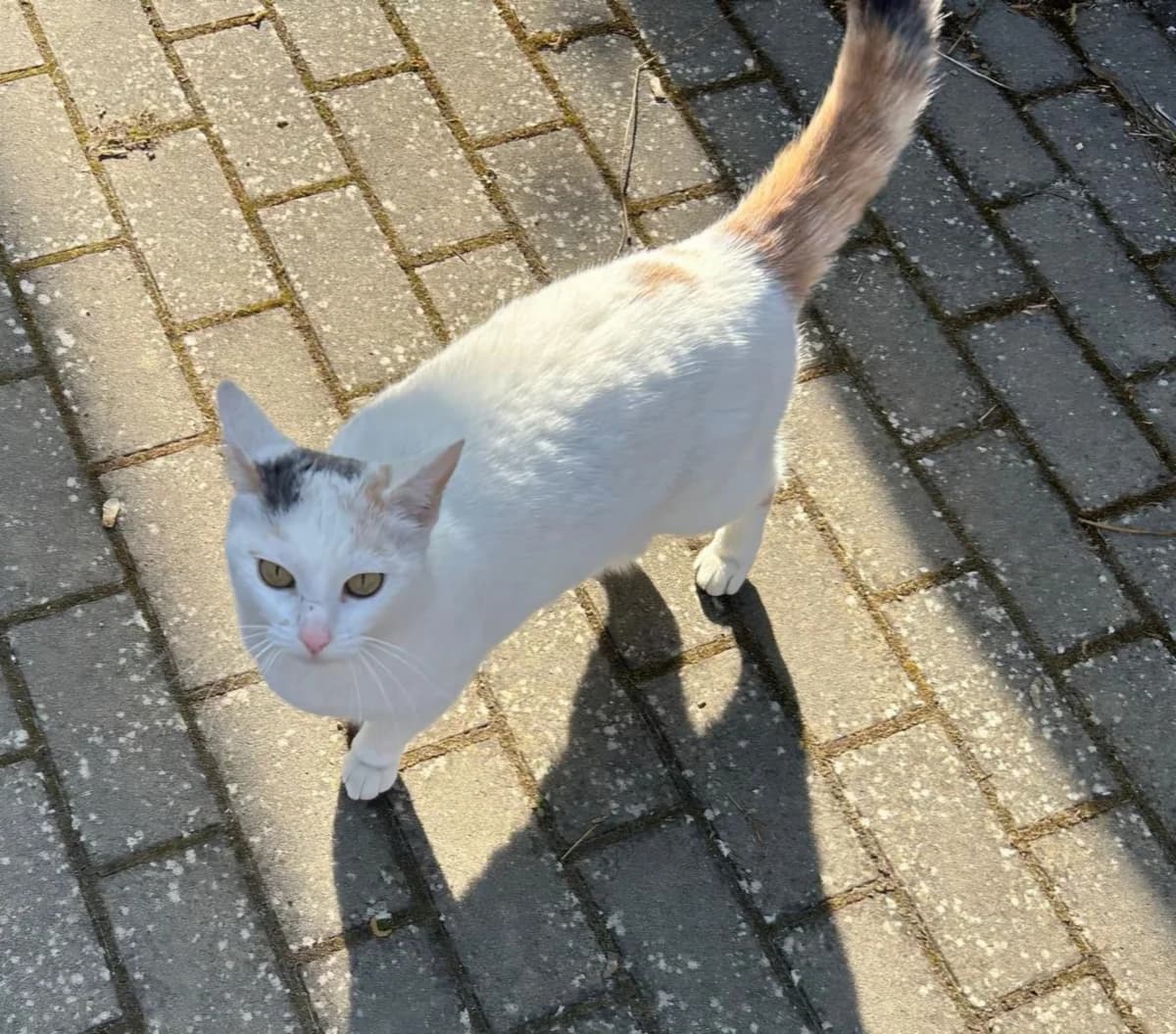 Emma, weiß male Mixed Breed for adoption at Katzenhilfe in und um Würzburg – Mainfränkischer Tierschutz e. V.