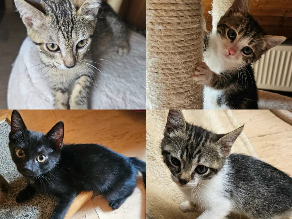 Lena, Leoni, Lars und Linda, schwarz male senior Mixed Breed for adoption at Katzenhilfe Würzburg / Mainfränkischer Tierschutz e.V.