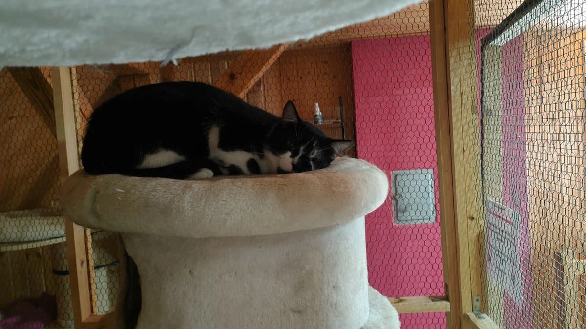 Wolpie,  Mixed Breed for adoption at Katzennothilfe Hess.-Lichtenau/Großalmerode 2000 e.V., Hessisch Lichtenau