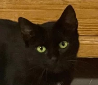 Mäusefänger suchen Anstellung auf Lebenszeit, male Mixed Breed for adoption at Dortmunder Katzenschutz e.V., Dortmund