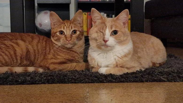 Privatvermittlung, male 5yo Mixed Breed for adoption at Dortmunder Katzenschutz e.V., Dortmund