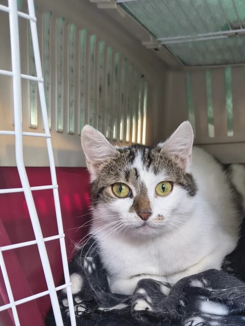 Die, male Mixed Breed for adoption at Dortmunder Katzenschutz e.V., Dortmund